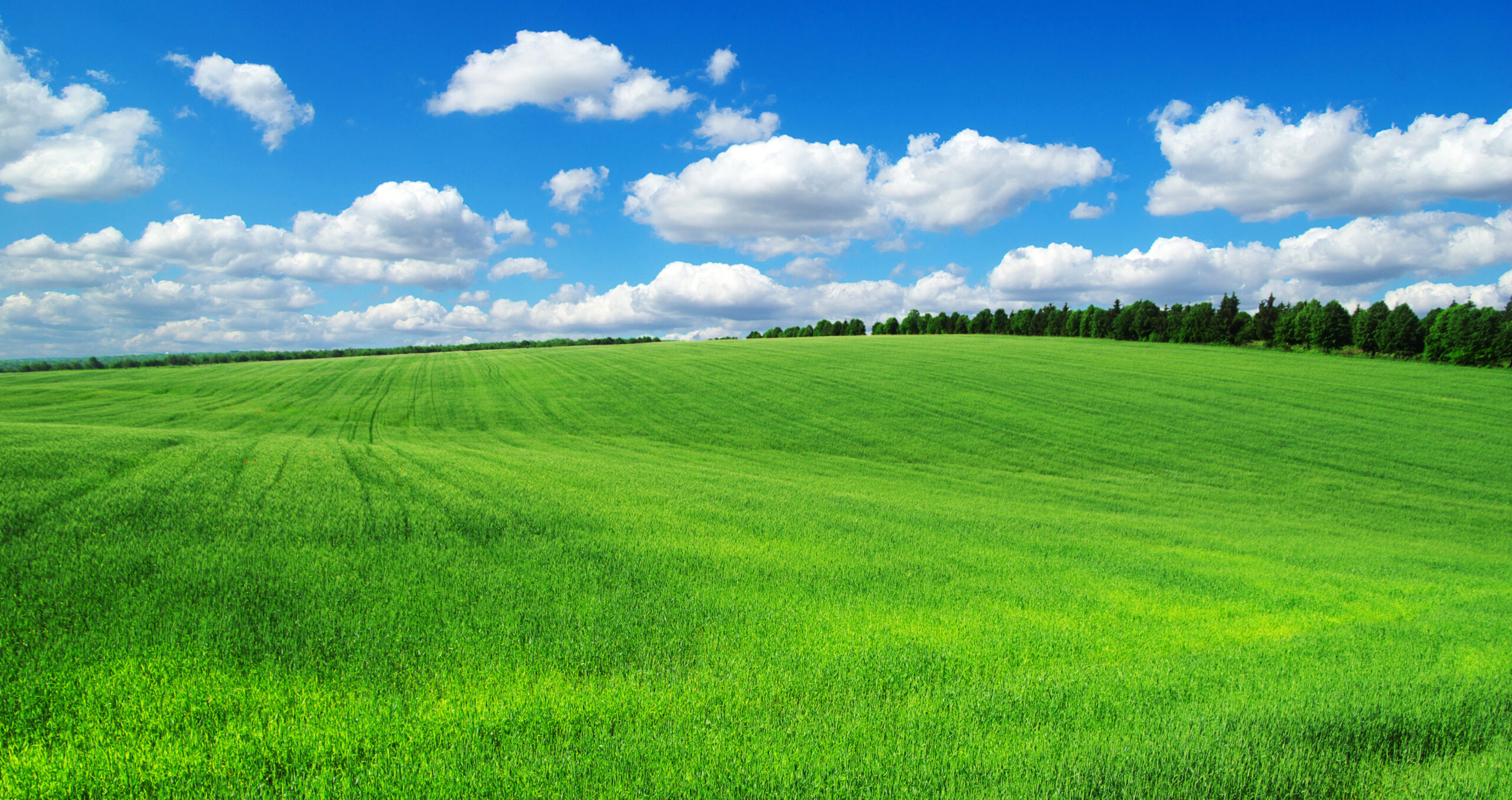 Green,Field,And,Blue,Sky